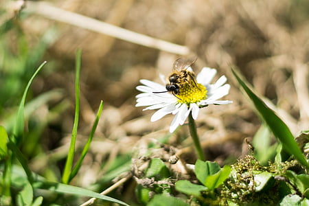 bee, close, flower, blossom, bloom, insect, daisy