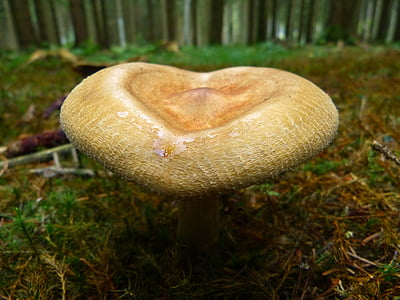蘑菇, 秋天, 自然, 棕色, 心形