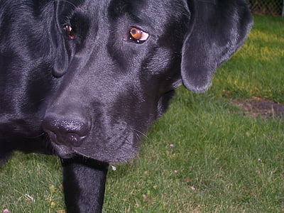 koer, must, Labrador, retriiver, koerte, PET, kodumaise