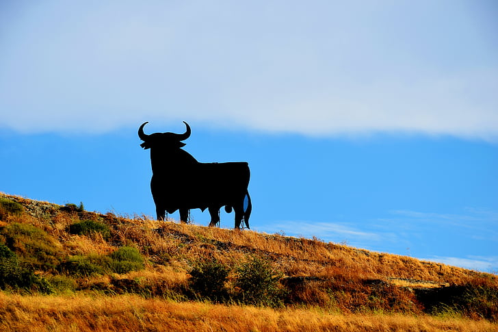 Espanha, Osborne, touro, férias, Verão, natureza, animal