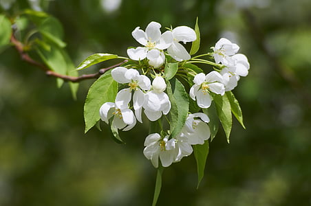 Bloom, jabloň, jaro, strom, zahrada, jabloň, větev