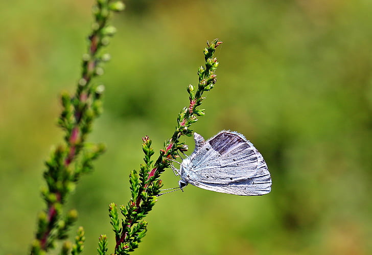 Holly bleu, Celastrina argiolus, papillon, papillons, insecte, aile, assis sur la bruyère ast