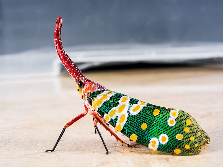 canthigaster cicada, Sangsikadene, insekt, Snabel, lang, rød, fargerike