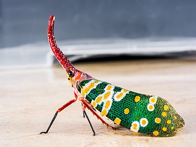 Canthigaster Cicala, Fulgoromorpha, insetto, proboscide, lungo, rosso, colorato