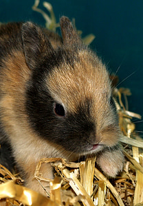 Hare baby, Söt, djur