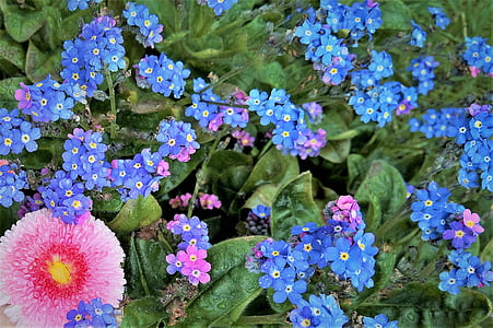 nu uita de mine, Bellis, tausendschön, flori de primavara, albastru, roz, semne de primavara