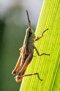 grasshopper, close, insect, nature, animal, macro
