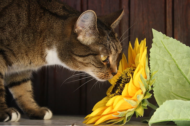 katė, saulės gėlė, gėlė, Adidas, naminių gyvūnėlių, gyvūnų, augalų