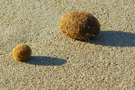 flotsam, sea grass, balls, sand, beach, dry, sun