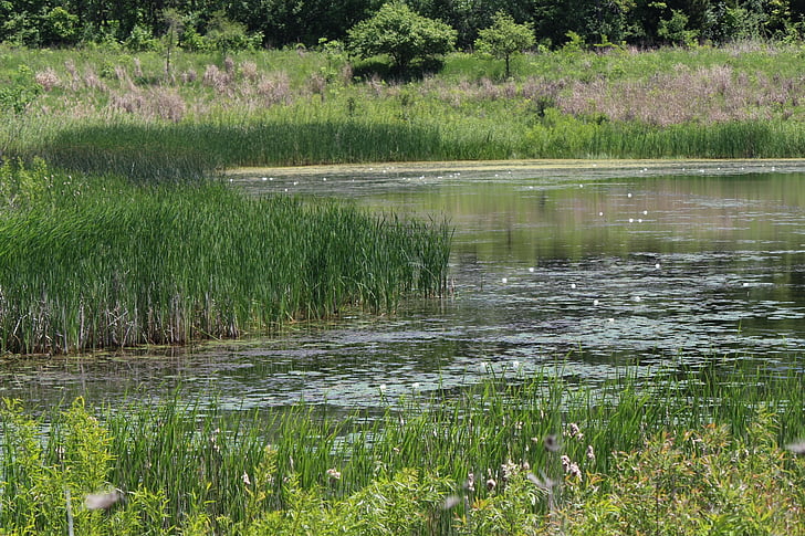 water, nature, grass, summer, green, outdoor, tranquil