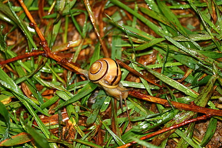 snail, grass, green, wet, macro, nature, animal