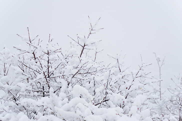Zima, snijeg, bijeli, hladno, studen, estetski, priroda