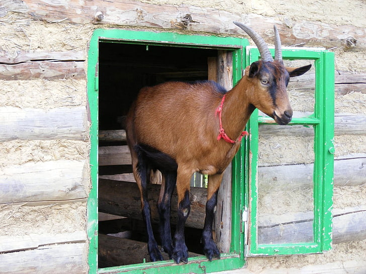 коза, Прозорец, животните, дървен материал, Сладък, забавно, Смешно