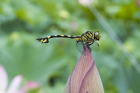 Dragonfly, animale, insectă