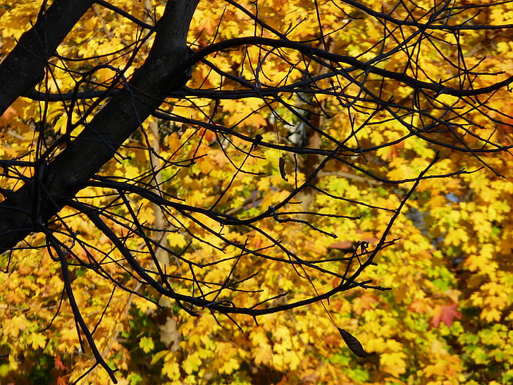 nature, autumn, leaves, fall, forest, yellow, leaf