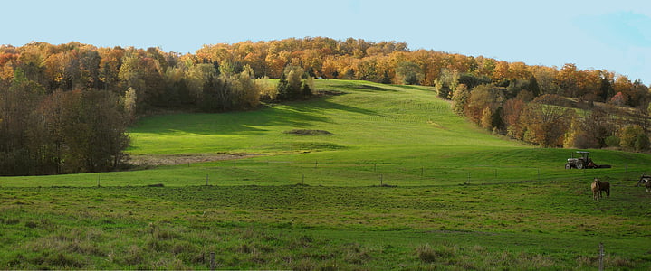 Vermont, padang rumput, musim gugur, bidang, negara, pemandangan, musiman