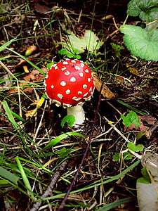 Мухомор, грибы, лес, Осень, красный, weißgepunktet, токсичные