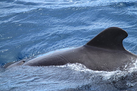 Wal, FIN, Galapagos, Inseln, Pilotwal, Säugetier, Meer