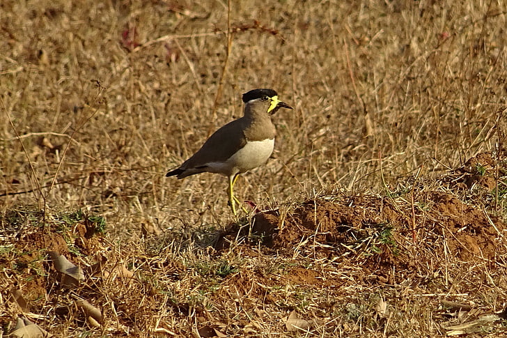 fugl, gul-Wattle Vibe, vanellus malabaricus, Vibe, Wildlife, aviær, bhimgadh