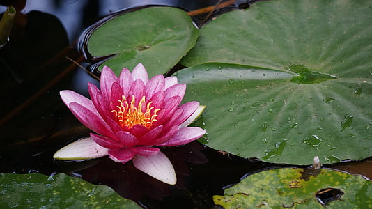 Lilie wodne, Lotus, różowy, liść lotosu, staw, Grzybienie, piękne