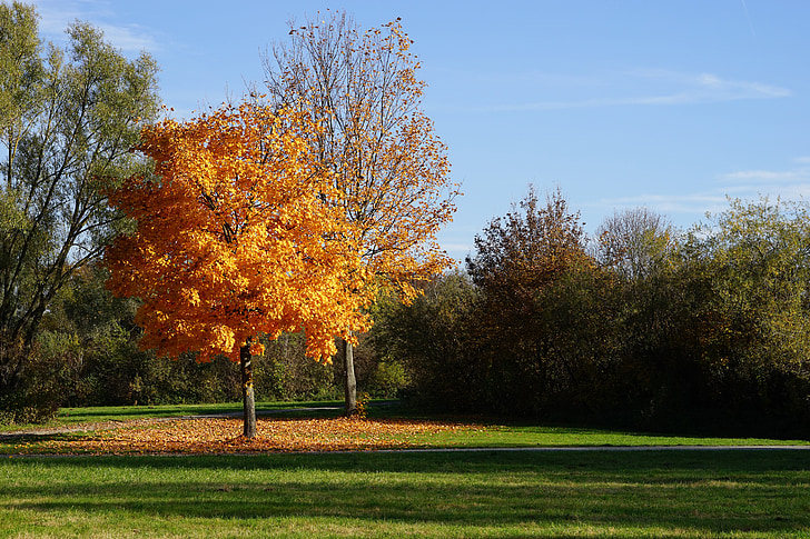drevo, jeseni, listi, zlati jeseni, drevesa v jeseni, padec barve, krajine