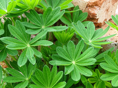 lupin leaves, lupine, lupin leaf