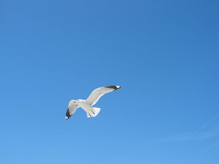 nebo, galeb, modra, ptica, Baltskega morja, ena žival, živali prosto živeče živali