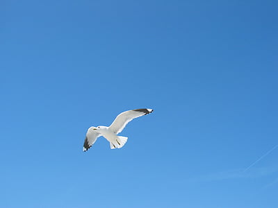 bầu trời, chim mòng biển, màu xanh, con chim, biển Baltic, một trong những động vật, động vật hoang dã
