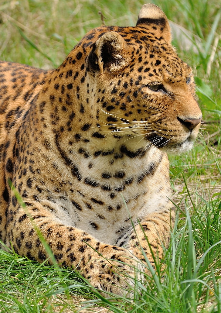 leopardo, depredador, gato montés, Parque zoológico, animal, salvaje, naturaleza