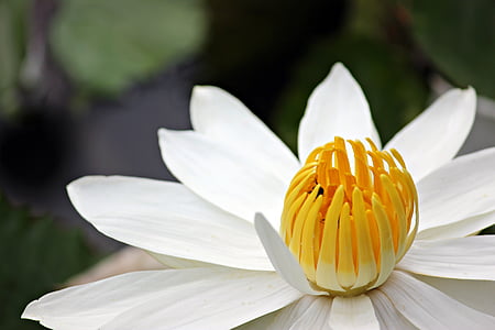 Lilija, puķe, daba, Lotus, augu, dīķis, ziedu