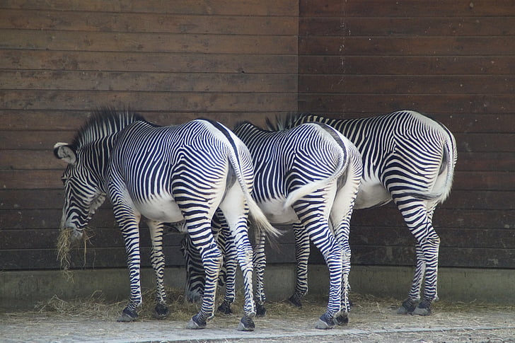 Zebras, stall, klovbærende dyr, Perissodactyla, hvid, sort, struktur