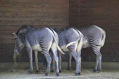 Zebras, stall, hovdyr, perissodactyla, hvit, svart, struktur