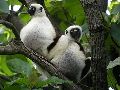madagascar, lemurs, nature, wildlife, animal, bird, tree