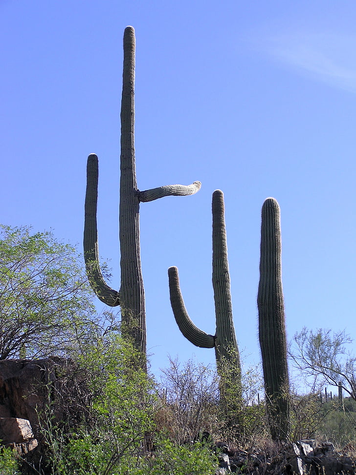 Kaktuss, saguaro, Dienvidrietumi, Rietumi, sausais, augu, tuksnesis