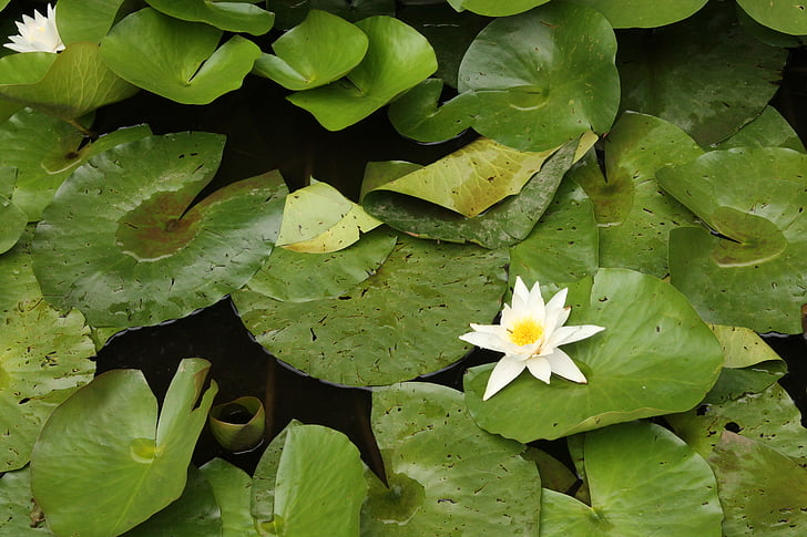 waterlily, bloem, witte bloem, plant, natuur, blad, water lily
