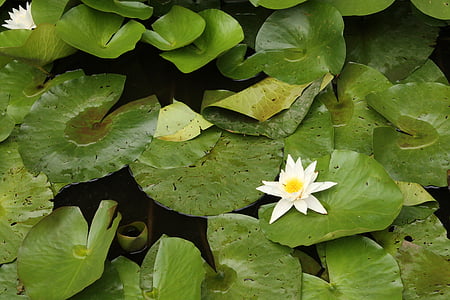 waterlily, Hoa, hoa trắng, thực vật, Thiên nhiên, lá, water lily