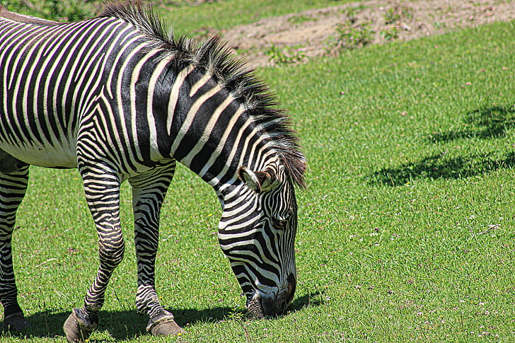 Zebra, Zoo, djur, Stripes, djurparksdjur, vilda djur, randig