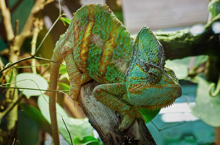 chameleon, lizard, reptile, animal, close, green, terrarium animals
