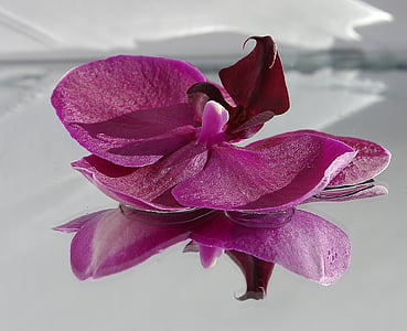 puķe, orchide, rozā, pārdomas, daba, ūdens, spogulis