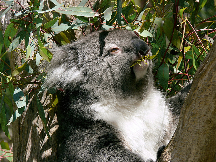 Coala, marsupial, eucalipto, folha, comendo, Austrália, vida selvagem