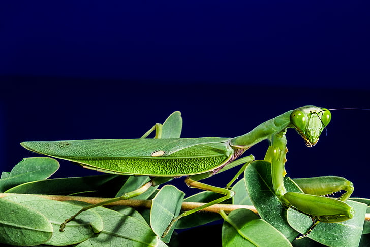 Angeln-Heuschrecke, Grün, in der Nähe, Praying mantis, Natur, Insekt, Tier