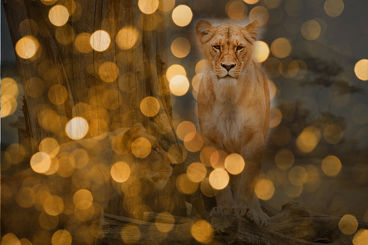 Leão, predador, luzes, à noite, gato selvagem, großkartze, Leoa