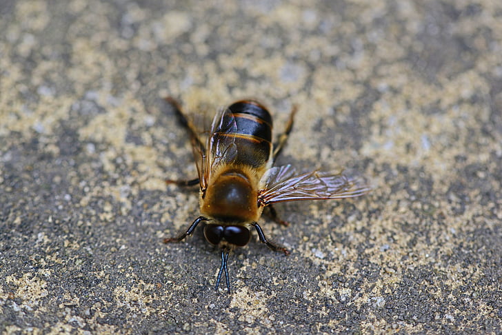 κηφήνας, μέλισσα μέλι, αρσενικό, μέλισσα, buckfast, έντομο, φτερά