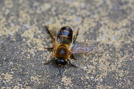 drone, honey bee, male, bee, buckfast, insect, wings