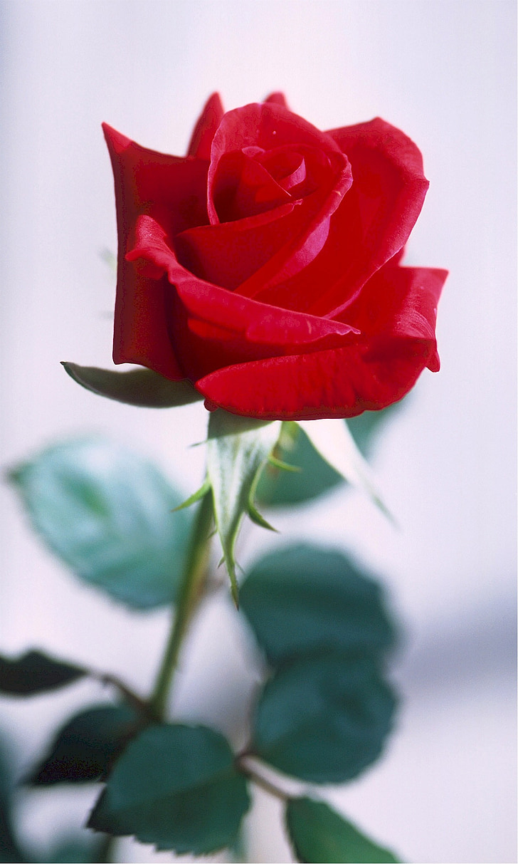 Роза, червен, тръни, Любов, романтика, цвете, Блосъм