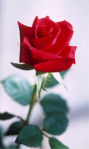 rose, red, thorns, love, romance, flower, blossom