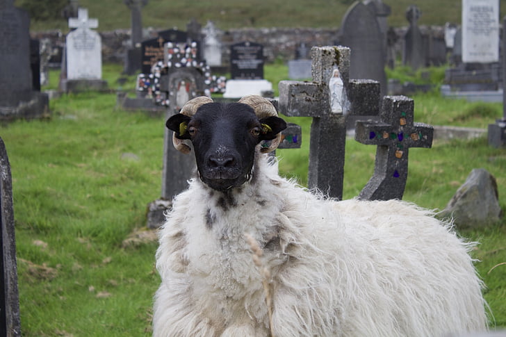ovce, Irska, krzneni, mali, stoke, životinja, farma
