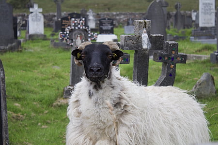 羊, 爱尔兰, 毛茸茸, 小, 牲畜, 动物, 农场