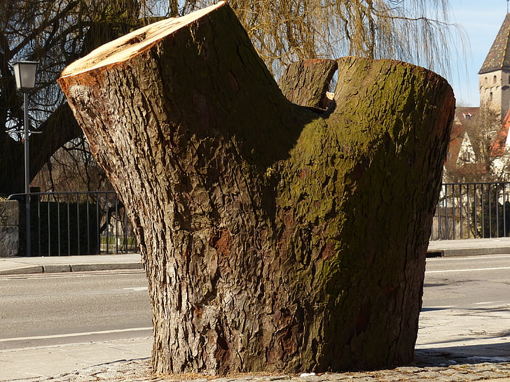 tree, tree stump, sawed off, broken, dead, wood, street
