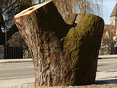arbre, tronc d'arbre, se, trencat, morts, fusta, carrer